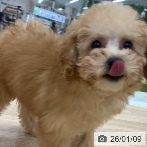 トイ・プードルの写真