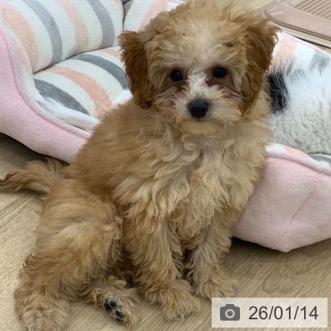 トイ・プードルの写真