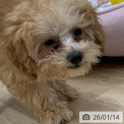 トイ・プードルの写真