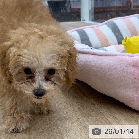 トイ・プードルの写真