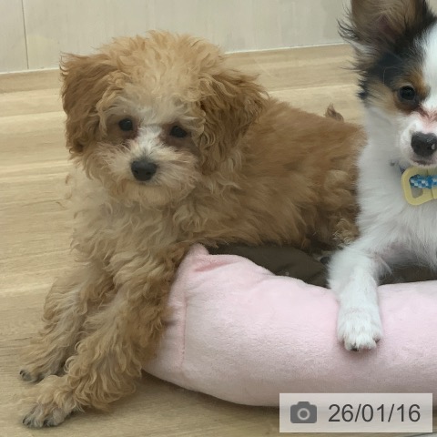 トイ・プードルの写真