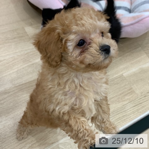 岐阜県のトイプードル(トイ) (ペットプラス 光ケ丘店/2025年10月1日生まれ/男の子/アプリコット)の子犬の4枚目の画像