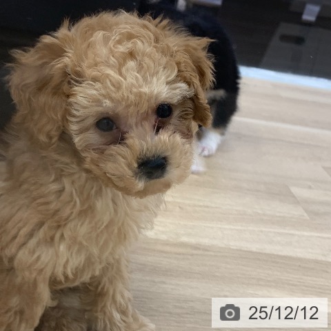 岐阜県のトイプードル(トイ) (ペットプラス 光ケ丘店/2025年10月1日生まれ/男の子/アプリコット)の子犬の3枚目の画像