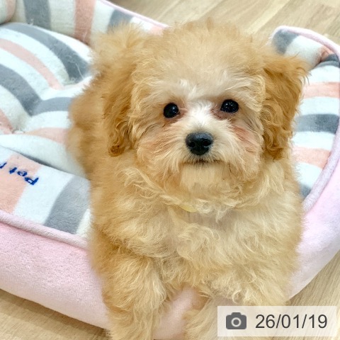 岐阜県のトイプードル(トイ) (ペットプラス 光ケ丘店/2025年10月1日生まれ/男の子/アプリコット)の子犬の4枚目の画像