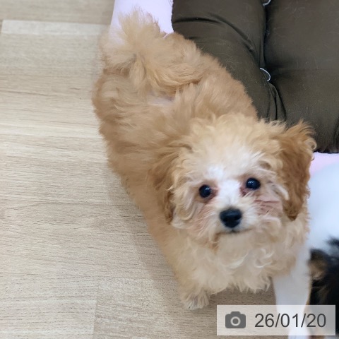 岐阜県のトイプードル(トイ) (ペットプラス 光ケ丘店/2025年10月1日生まれ/男の子/アプリコット)の子犬の3枚目の画像