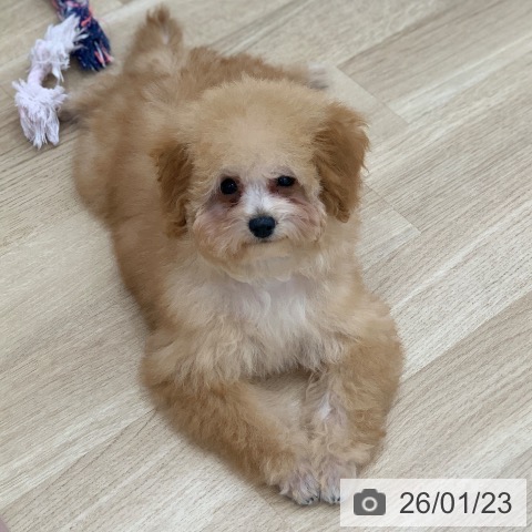 岐阜県のトイプードル(トイ) (ペットプラス 光ケ丘店/2025年10月1日生まれ/男の子/アプリコット)の子犬の4枚目の画像