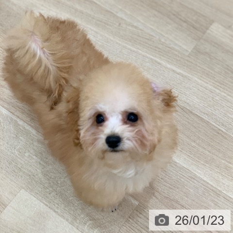 岐阜県のトイプードル(トイ) (ペットプラス 光ケ丘店/2025年10月1日生まれ/男の子/アプリコット)の子犬の3枚目の画像