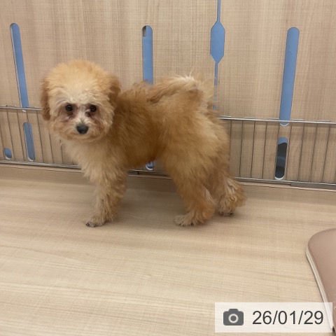 三重県のトイプードル(トイ) (ペッツワン 桑名店/2025年10月1日生まれ/男の子/アプリコット)の子犬の4枚目の画像