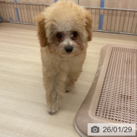 三重県のトイプードル(トイ) (ペッツワン 桑名店/2025年10月1日生まれ/男の子/アプリコット)の子犬の3枚目の画像