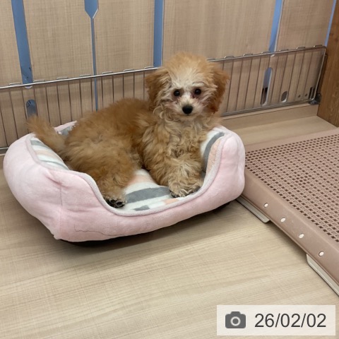 三重県のトイプードル(トイ) (ペッツワン 桑名店/2025年10月1日生まれ/男の子/アプリコット)の子犬の4枚目の画像