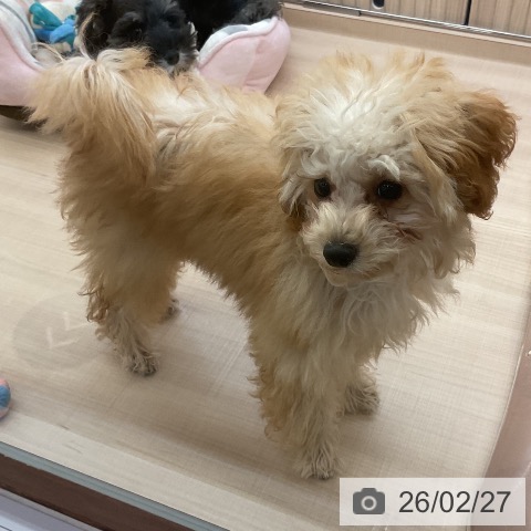 三重県のトイプードル(トイ) (ペットプラス 四日市泊店/2025年10月1日生まれ/男の子/アプリコット)の子犬の3枚目の画像