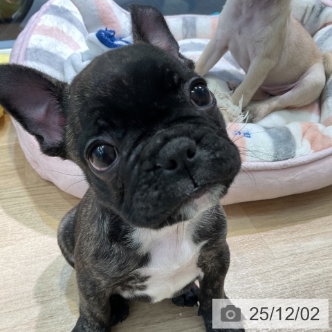 フレンチ・ブルドッグの写真