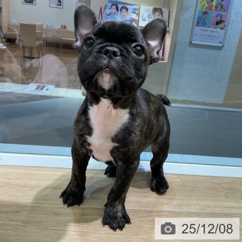 愛知県のフレンチブルドッグ (ペットプラス 岡崎店/2025年9月29日生まれ/男の子/ブリンドル)の子犬の4枚目の画像