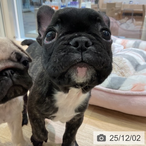 フレンチ・ブルドッグの写真