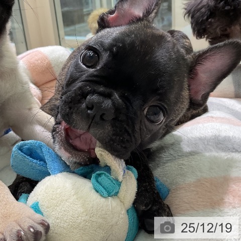 愛知県のフレンチブルドッグ (ペットプラス 岡崎店/2025年9月29日生まれ/男の子/ブリンドル)の子犬の3枚目の画像
