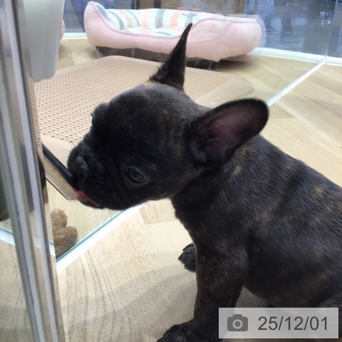 フレンチ・ブルドッグの写真