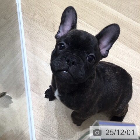 フレンチ・ブルドッグの写真