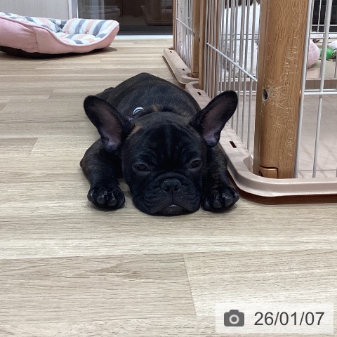 愛知県のフレンチブルドッグ (ペットプラス 上飯田店/2025年9月29日生まれ/男の子/ブリンドル)の子犬の4枚目の画像