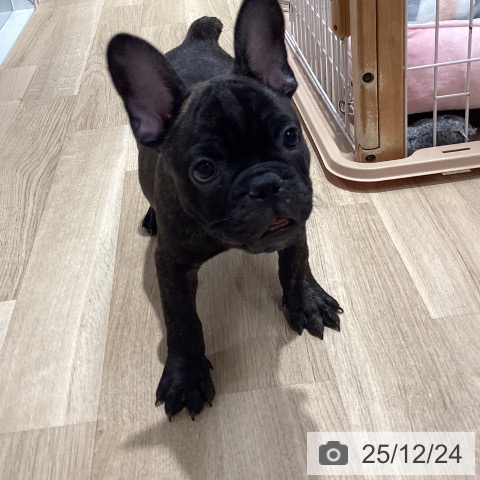 愛知県のフレンチブルドッグ (ペットプラス 上飯田店/2025年9月29日生まれ/男の子/ブリンドル)の子犬の3枚目の画像