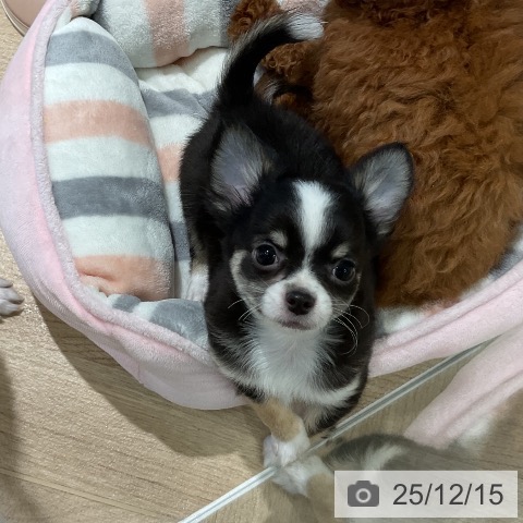 三重県のチワワ(ロング) (ペットプラス 鈴鹿店/2025年9月28日生まれ/男の子/ブラックタンホワイト)の子犬の4枚目の画像