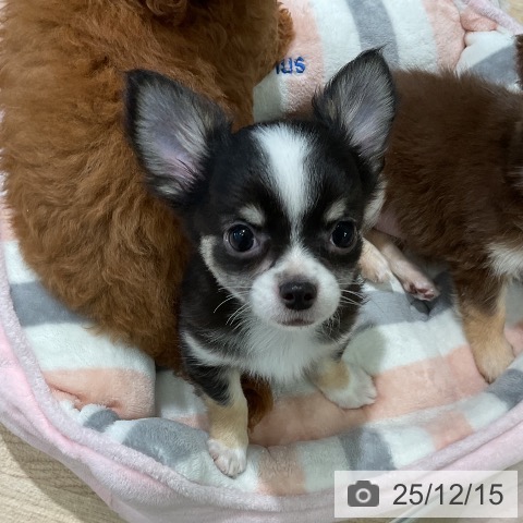 三重県のチワワ(ロング) (ペットプラス 鈴鹿店/2025年9月28日生まれ/男の子/ブラックタンホワイト)の子犬の3枚目の画像