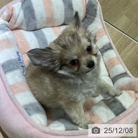 愛知県のチワワ(ロング) (ペットプラス イオンモール豊川店/2025年9月28日生まれ/男の子/フォーン)の子犬の4枚目の画像