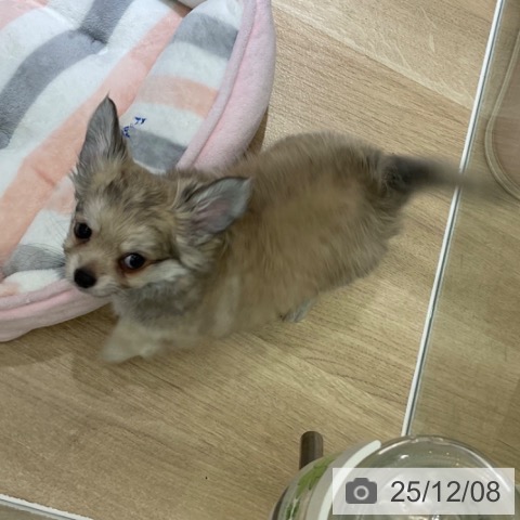 愛知県のチワワ(ロング) (ペットプラス イオンモール豊川店/2025年9月28日生まれ/男の子/フォーン)の子犬の3枚目の画像