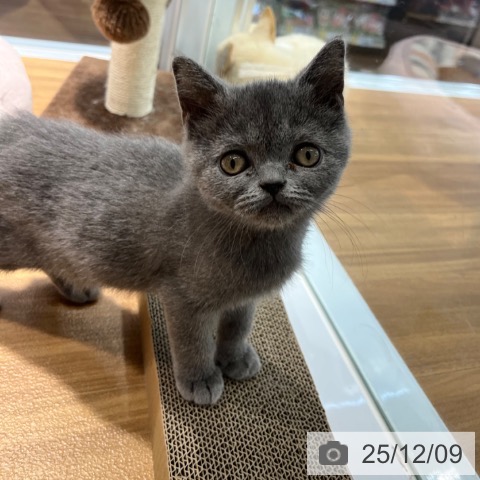 ブリティッシュショートヘアの写真