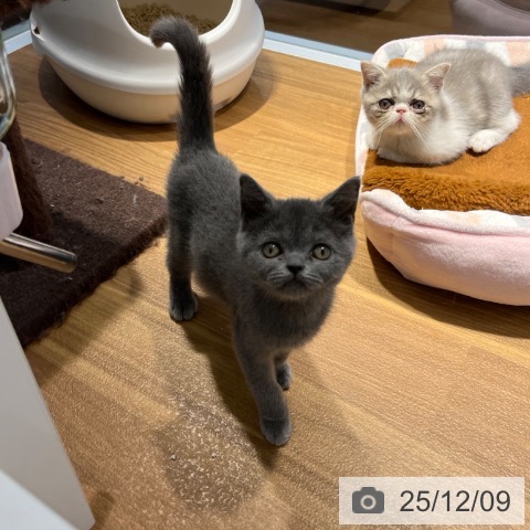 ブリティッシュショートヘアの写真