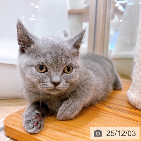 ブリティッシュショートヘアの写真