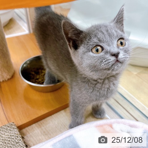 大阪府のブリティッシュショートヘアー (ペットプラス イオン大日店/2025年9月29日生まれ/女の子/ブルー)の子猫の4枚目の画像