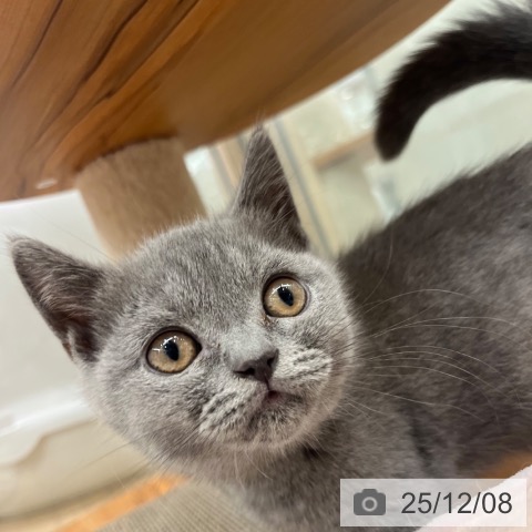 大阪府のブリティッシュショートヘアー (ペットプラス イオン大日店/2025年9月29日生まれ/女の子/ブルー)の子猫の3枚目の画像