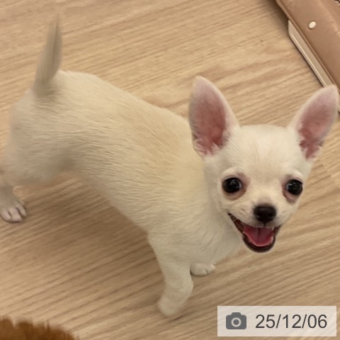 福井県のチワワ(ロング) (ペットプラス 福井店/2025年10月1日生まれ/男の子/クリーム)の子犬の4枚目の画像