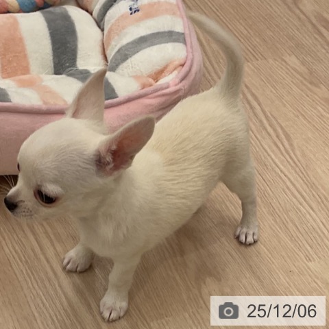 福井県のチワワ(ロング) (ペットプラス 福井店/2025年10月1日生まれ/男の子/クリーム)の子犬の3枚目の画像