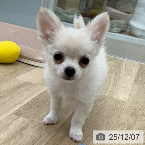 チワワの写真