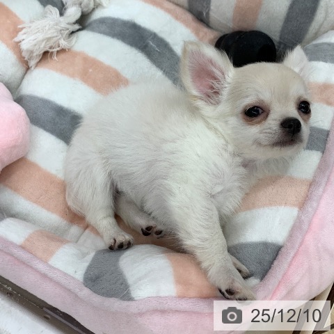 岐阜県のチワワ(ロング) (ペットプラス 光ケ丘店/2025年10月1日生まれ/女の子/クリーム)の子犬の3枚目の画像