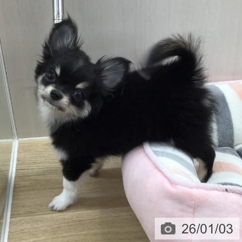 愛知県のチワワ(ロング) (ペットプラス 千音寺店/2025年10月1日生まれ/男の子/ブラッククリームホワイト)の子犬の3枚目の画像