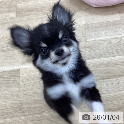 愛知県のチワワ(ロング) (ペットプラス 千音寺店/2025年10月1日生まれ/男の子/ブラッククリームホワイト)の子犬の4枚目の画像