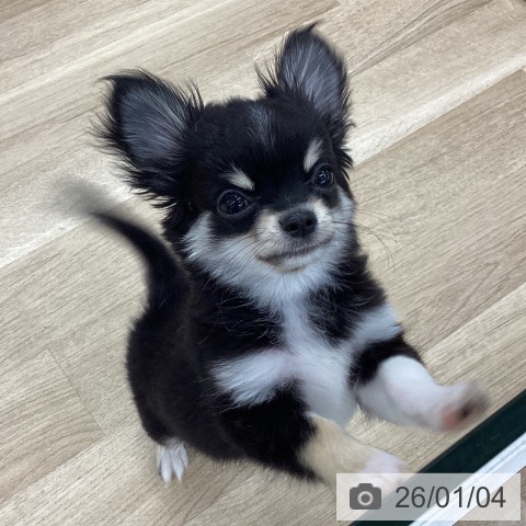 愛知県のチワワ(ロング) (ペットプラス 千音寺店/2025年10月1日生まれ/男の子/ブラッククリームホワイト)の子犬の3枚目の画像