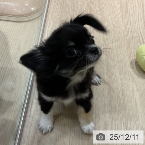 愛知県のチワワ(ロング) (ペットプラス イオンモール長久手店/2025年10月1日生まれ/女の子/ブラックタンホワイト)の子犬の4枚目の画像