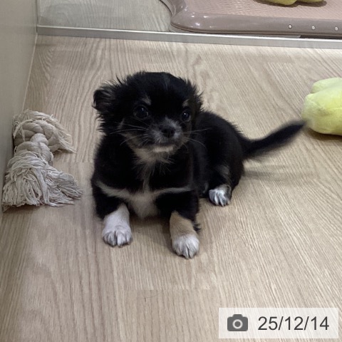 愛知県のチワワ(ロング) (ペットプラス イオンモール長久手店/2025年10月1日生まれ/女の子/ブラックタンホワイト)の子犬の3枚目の画像