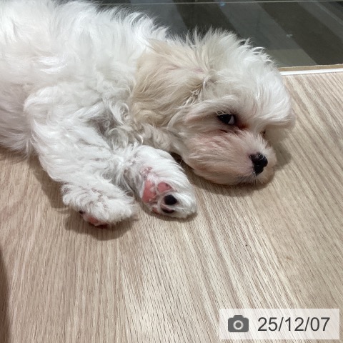 マルチーズの写真