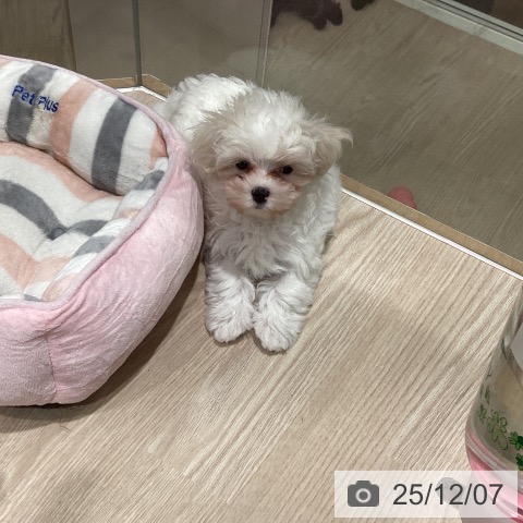 マルチーズの写真