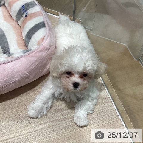 マルチーズの写真