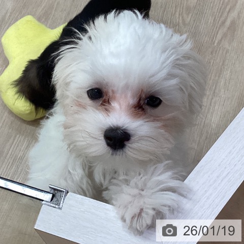 石川県のマルチーズ (ペットプラス かほく店/2025年10月1日生まれ/男の子/ホワイト)の子犬の4枚目の画像