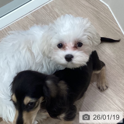 石川県のマルチーズ (ペットプラス かほく店/2025年10月1日生まれ/男の子/ホワイト)の子犬の3枚目の画像