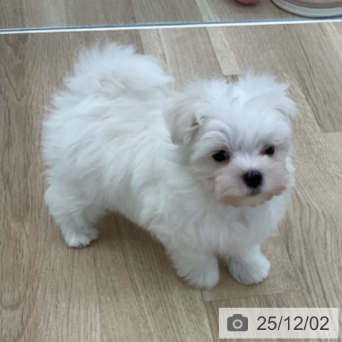 マルチーズの写真