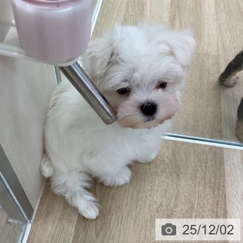 マルチーズの写真