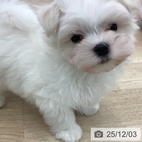 愛知県のマルチーズ (ペットプラス みなと店/2025年10月1日生まれ/男の子/ホワイト)の子犬の3枚目の画像