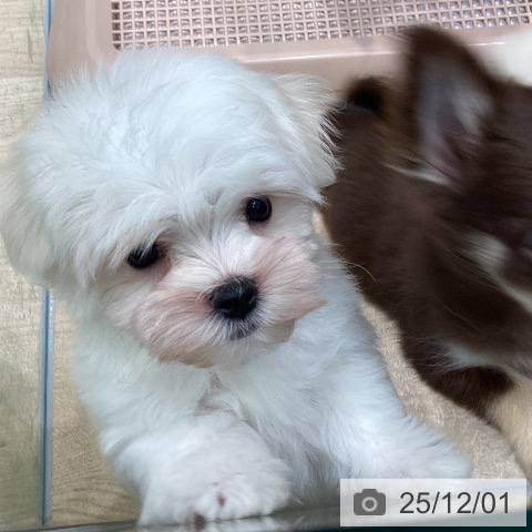 マルチーズの写真